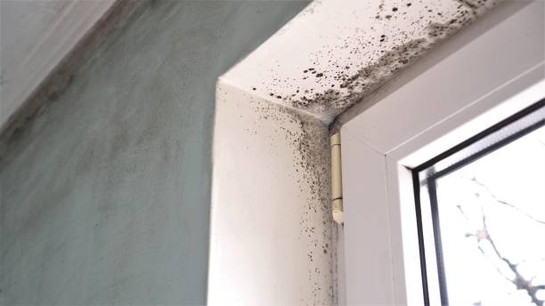 Best Crawl Space Mold Removal  in Orosi, CA